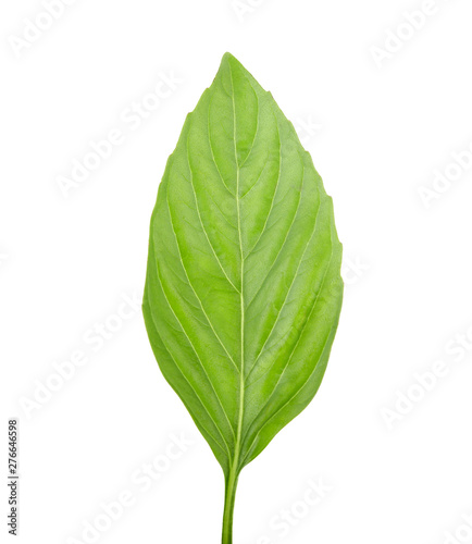 Sweet basil leaves Isolated on white background