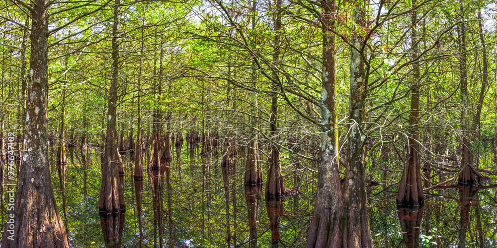 Obraz premium Flooded Forest Pano 1