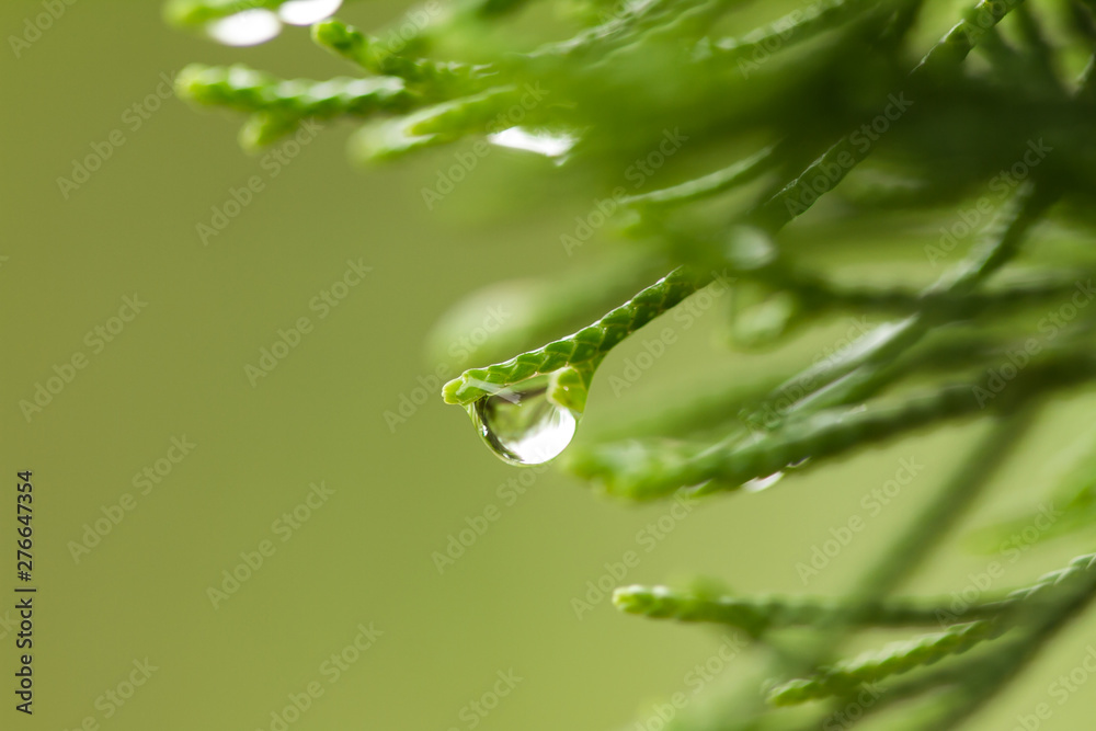 drops on green leaf drops on green leaf