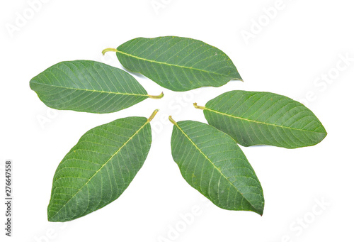 guava tree leaves isolated on white background