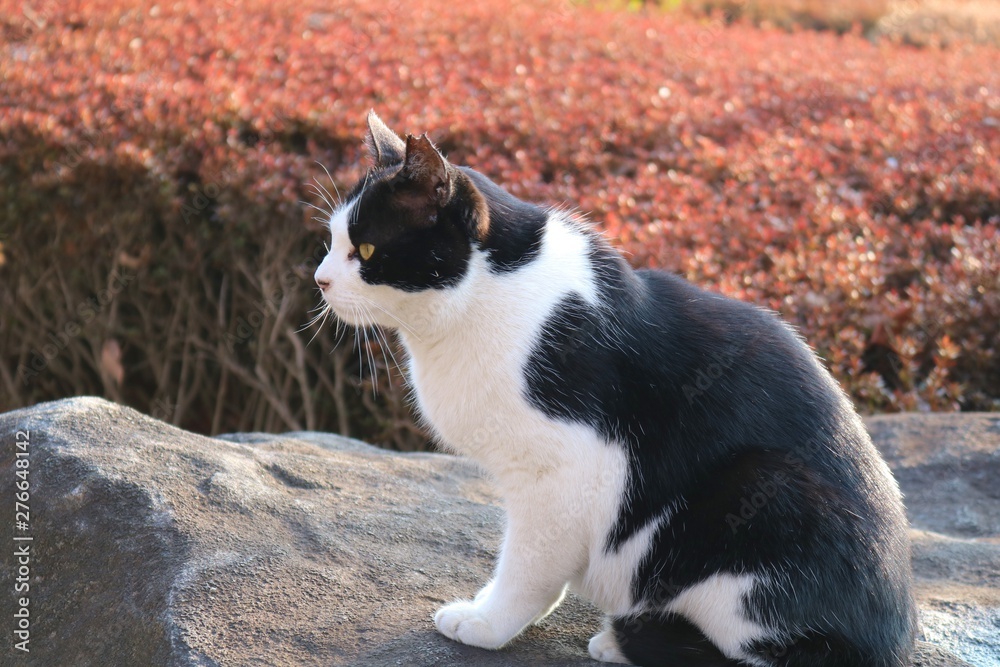 風景 ねこ のらねこ 白黒 春 公園 杤木 風景 ねこ のらねこ 白黒 春 公園 杤木