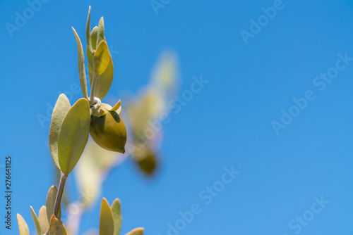 Jojoba bean plant with plain blue sky