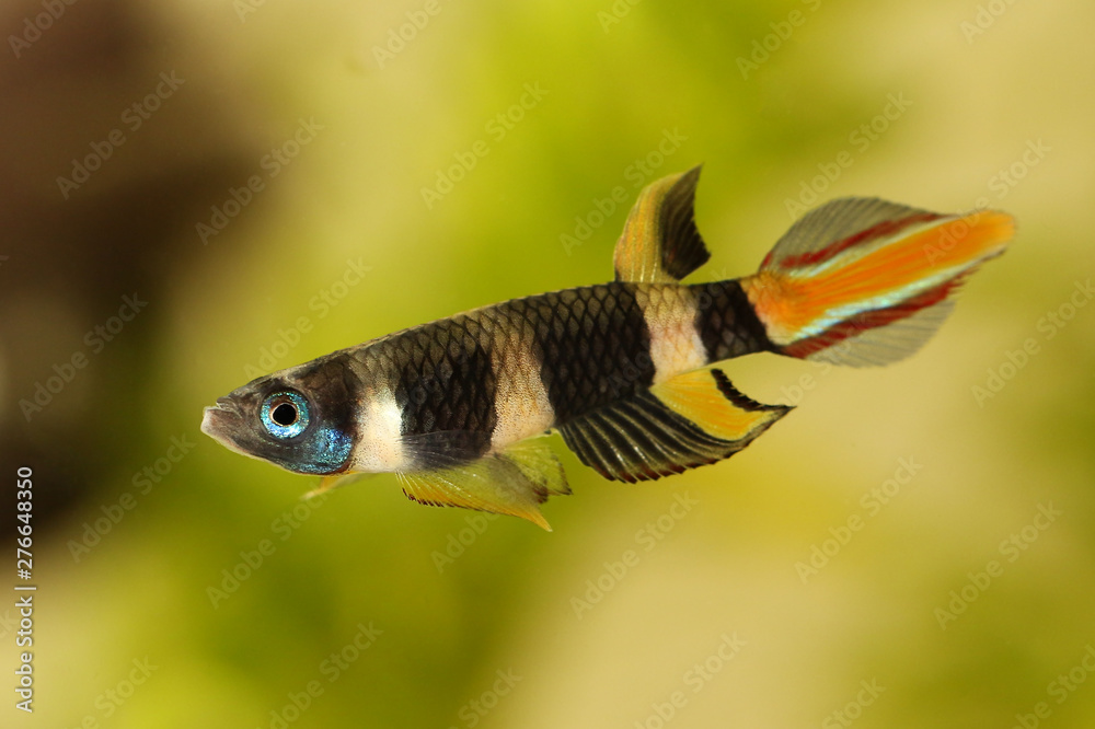 Clown killi banded panchax killifish fish Male Epiplatys annulatus