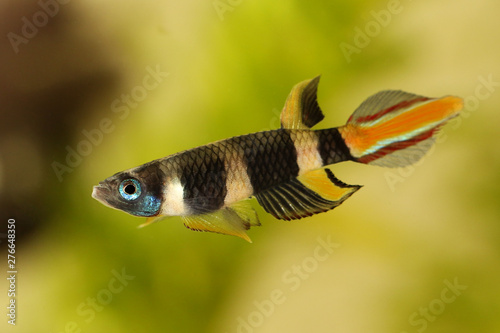Clown killi banded panchax killifish fish Male Epiplatys annulatus tropical aquarium fish photo