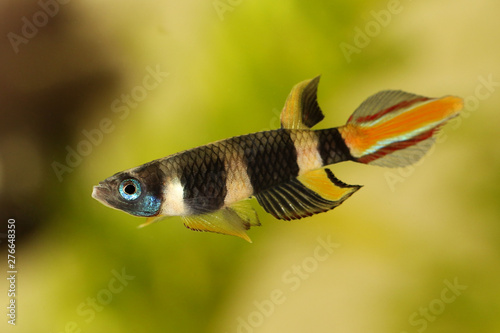 Clown killi banded panchax killifish fish Male Epiplatys annulatus tropical aquarium fish