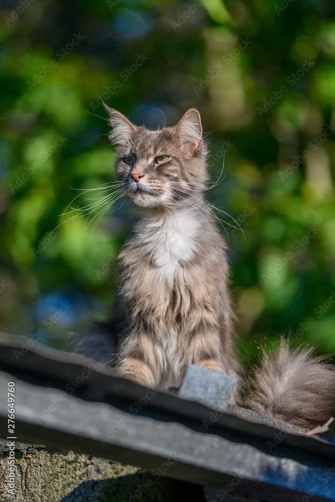 Closed up of domestic adorable black grey Maine Coon kitten, young peaceful cat in sunshine day
