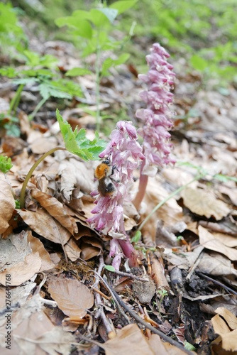 Lathraea squamaria near Oberstdorf (German Alps) at 1100 m with Bumblebee. 