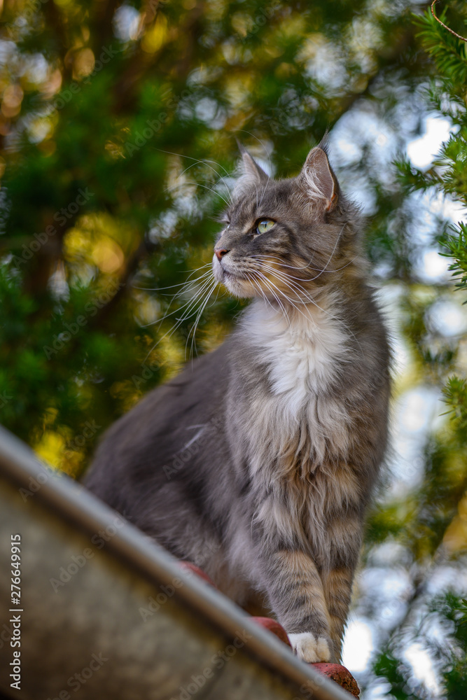 Obraz premium Closed up of domestic adorable black grey Maine Coon kitten, young peaceful cat in sunshine day