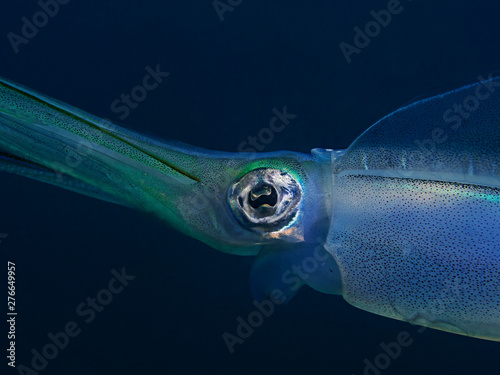 Underwater photography of a bigfin reef squid. photo