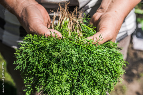 Photo Farmer with freshly harvested dill in hands