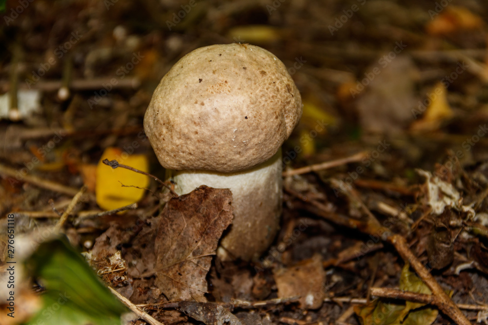 Edible mushroom in the forest Edible mushroom in the forest