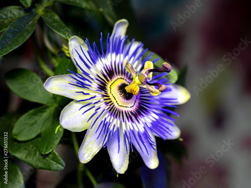 Blue passionflower - Passiflora caerulea photo