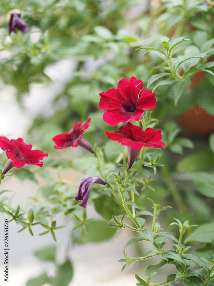 Pink flower on blurred of nature background name Petunia