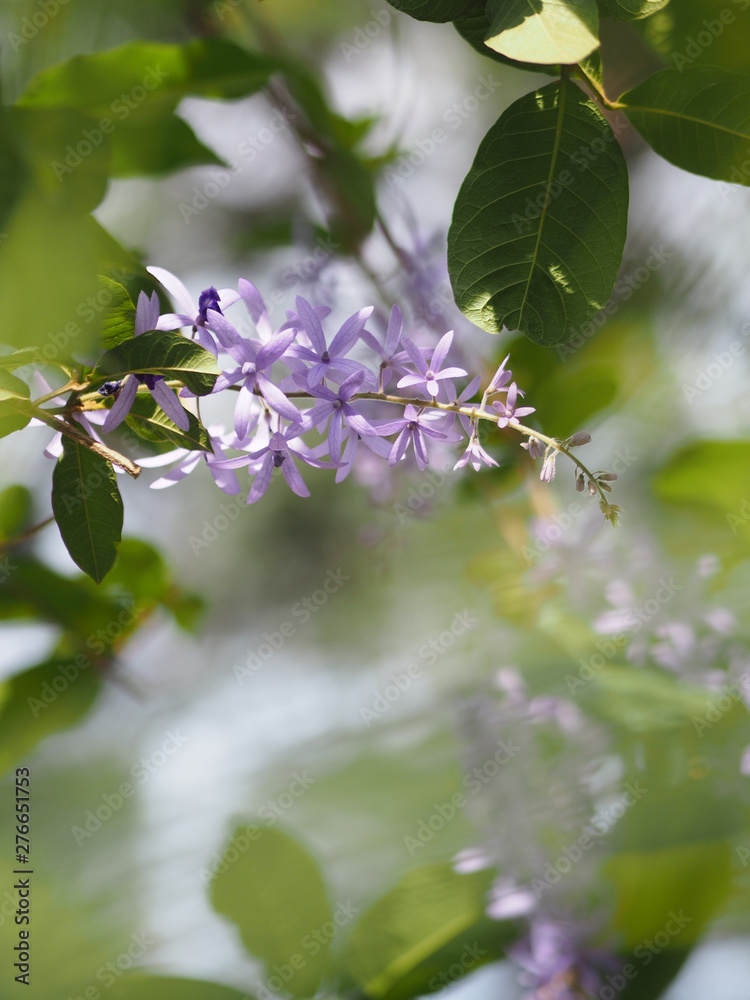 Violet flower on blurred of nature background frame space for write name Petrea volubilis