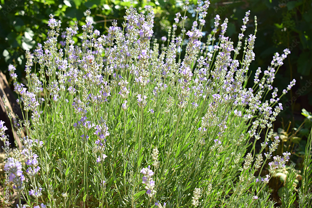 Fototapeta premium Lavender bush with flowers on a green background.