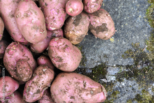 Potato crop freshly picked orgnic potatoes from home grown vegetable patch photo