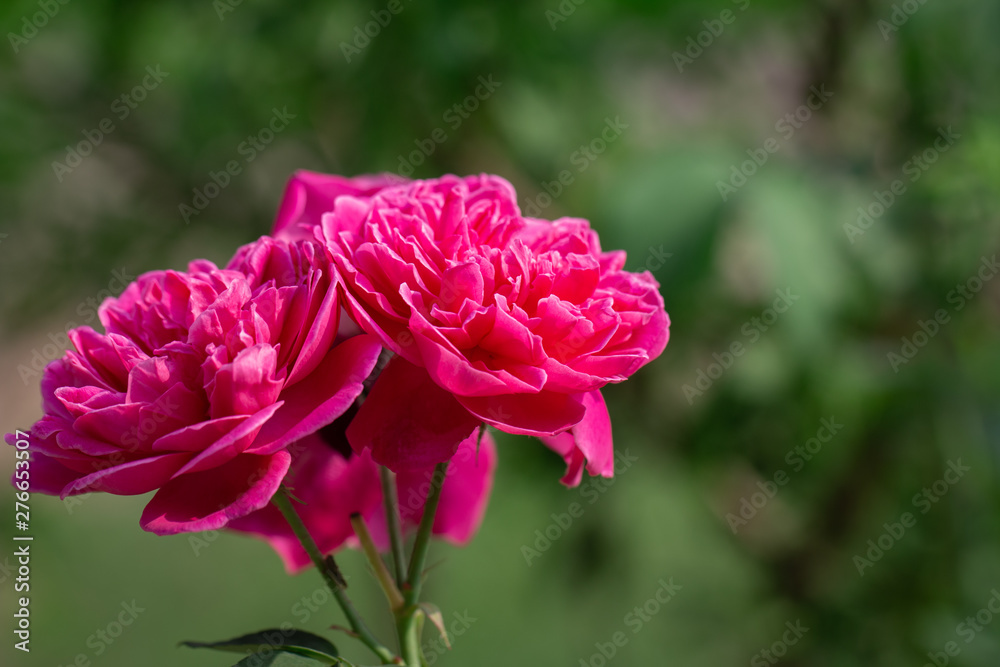 Bouquet of pink roses in green natural background Bouquet of pink roses in green natural background