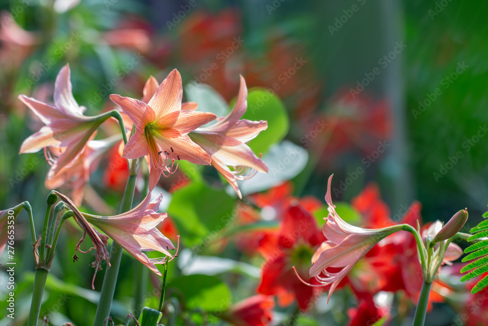 Red Hippeastrum flower or Red Amaryllis flowers on green natural blurred background Red Hippeastrum flower or Red Amaryllis flowers on green natural blurred background