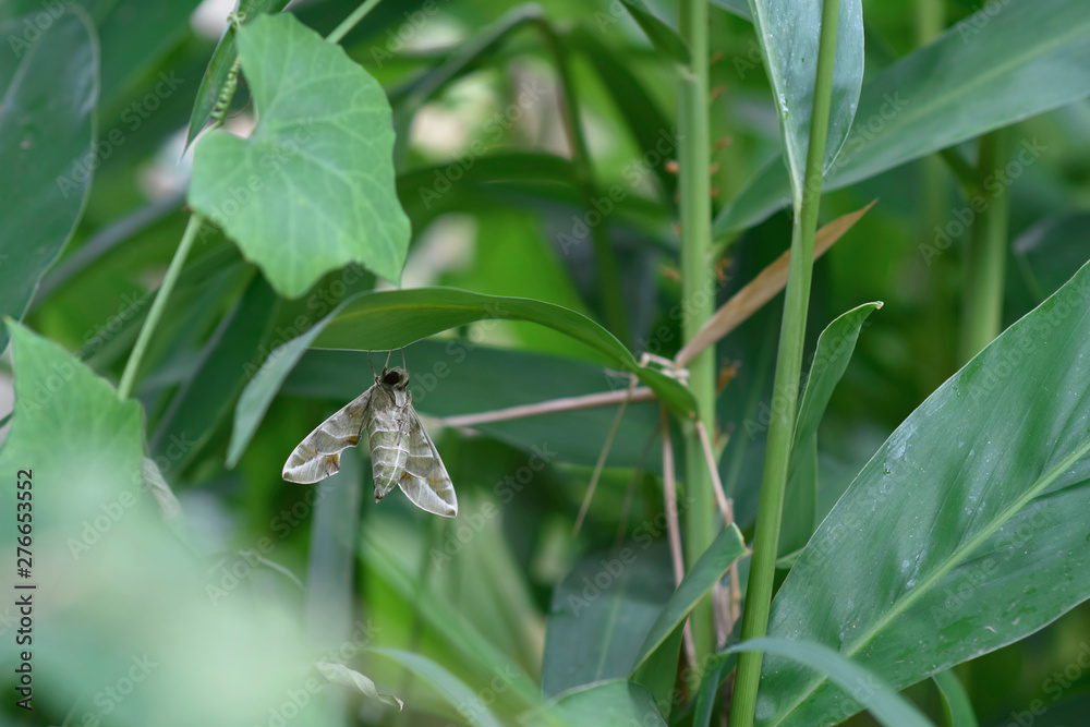 Obraz premium Daphnis Nerii, Acherontia Atropos (butterfly) hang on some leaf in garden.