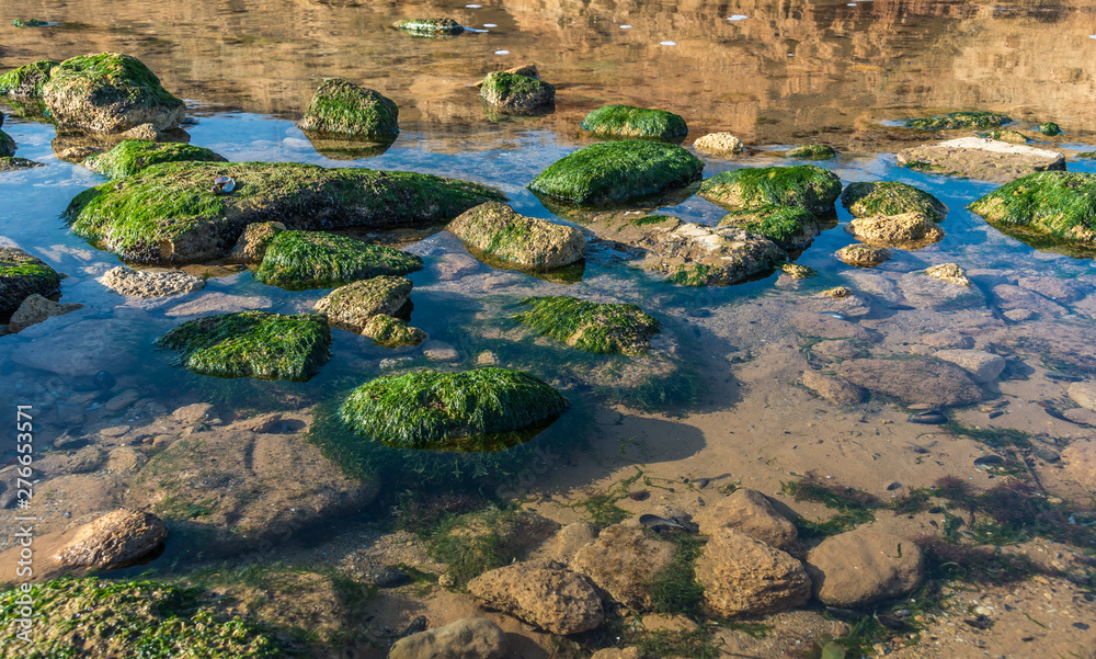 Green algae on the rocks at the edge of the sea