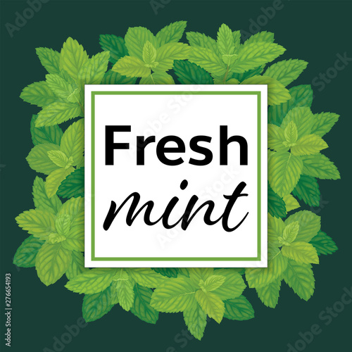 Branch of fresh mint leaves with green background template. Vector set of element for advertising, banner, packaging design of peppermint products.