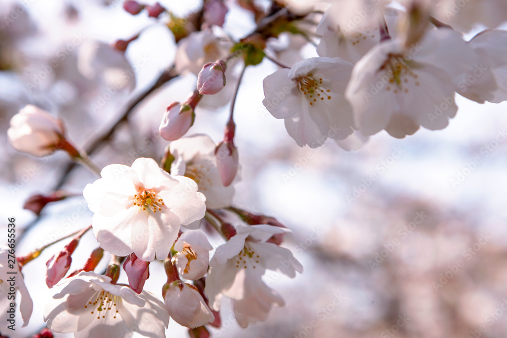Fototapeta premium 桜