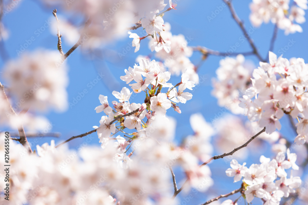 桜