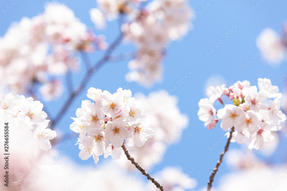 桜 桜