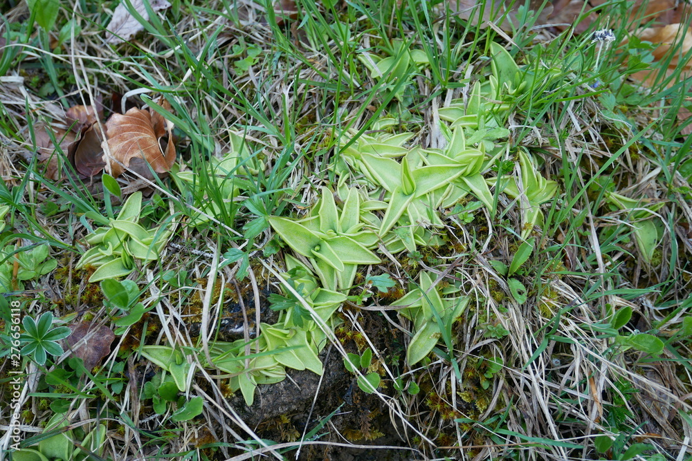 Carnivorous plant Pinguicula alpina in german alps near Oberstdorf at 1100 m. Carnivorous plant Pinguicula alpina in german alps near Oberstdorf at 1100 m.