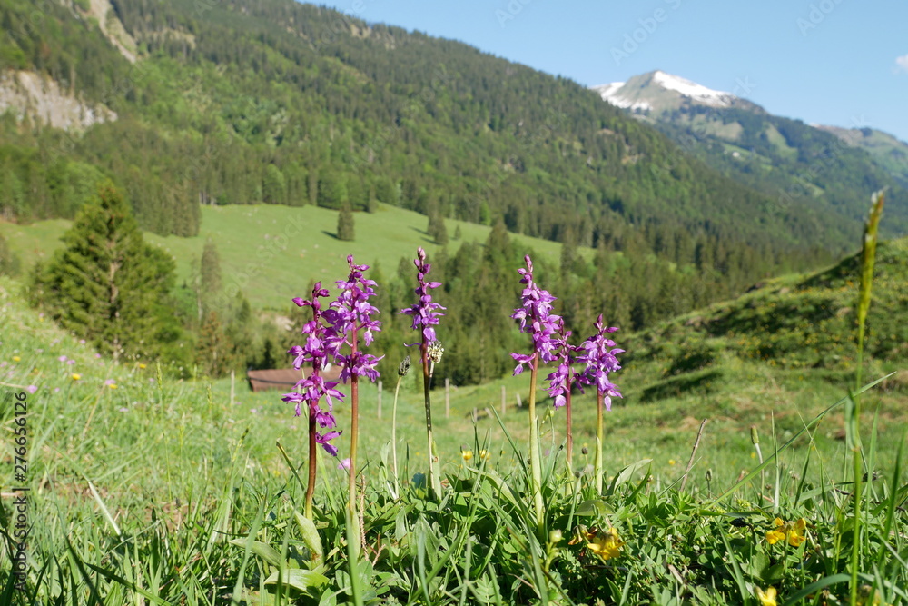 Fototapeta premium Orchids near Oberstdorf (German Alps) at 1100 m. May 2019