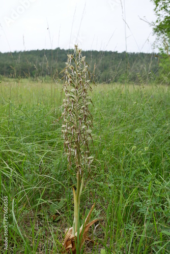 Himantoglossum hircinum near Rothenstein (Thuringia) on former militäry ground. Very rare species. June 2019 photo