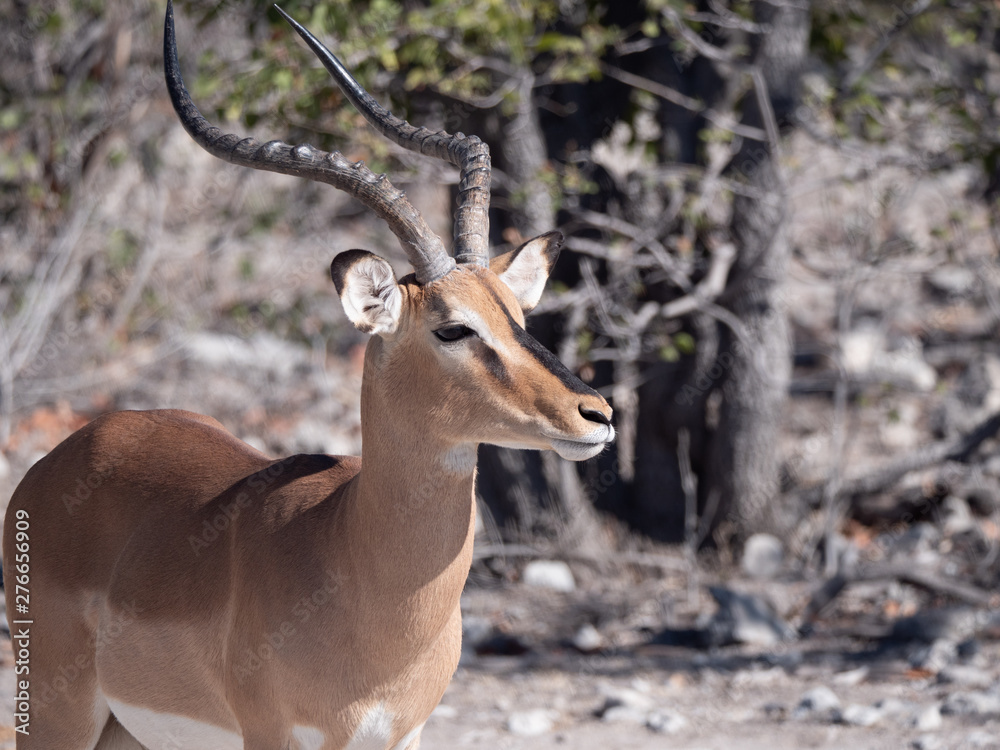 Naklejka premium Antilope