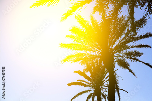 Fototapeta Naklejka Na Ścianę i Meble -  Silhouette of palm trees with a bright summer gradient on a bright blue background of the summer sky. Tropic, vacation and travel concept