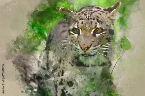Digital watercolour painting of Clouded leopard Neofelis Nebulova big cat in captivity