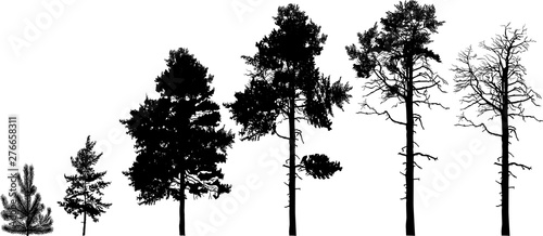 row of six pine silhouettes isolated on white