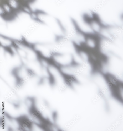 White background tree leaf shadow