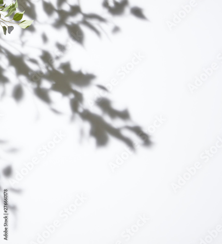 White background tree leaf shadow