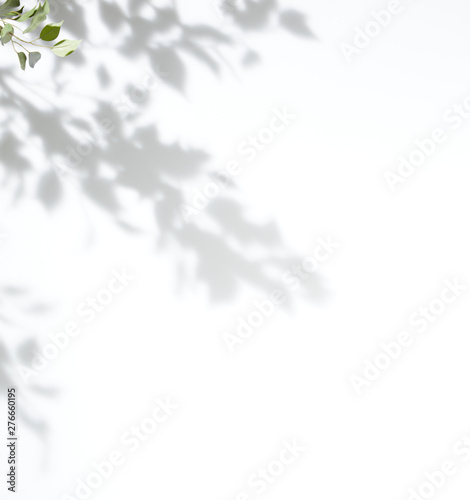 White background tree leaf shadow