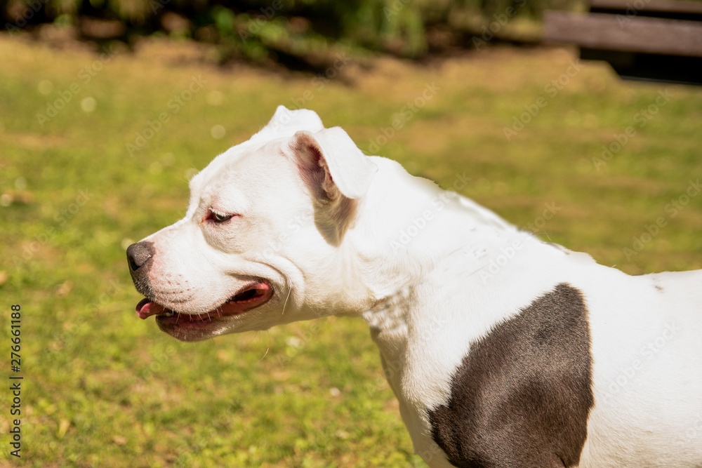 White Staffordshire bull terrier in a park White Staffordshire bull terrier in a park