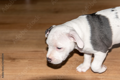 portrait of puppy Pitbull on a wooden floor