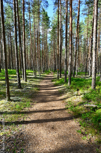 trail through a nature reserve in Sweden photo
