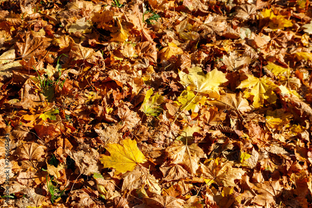 Background of the autumn maple leaves Background of the autumn maple leaves