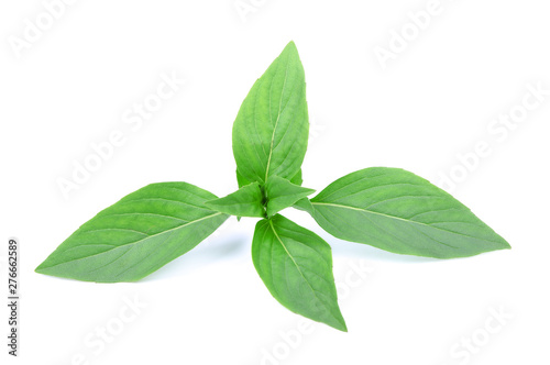 Sweet basil leaves isolated on white background