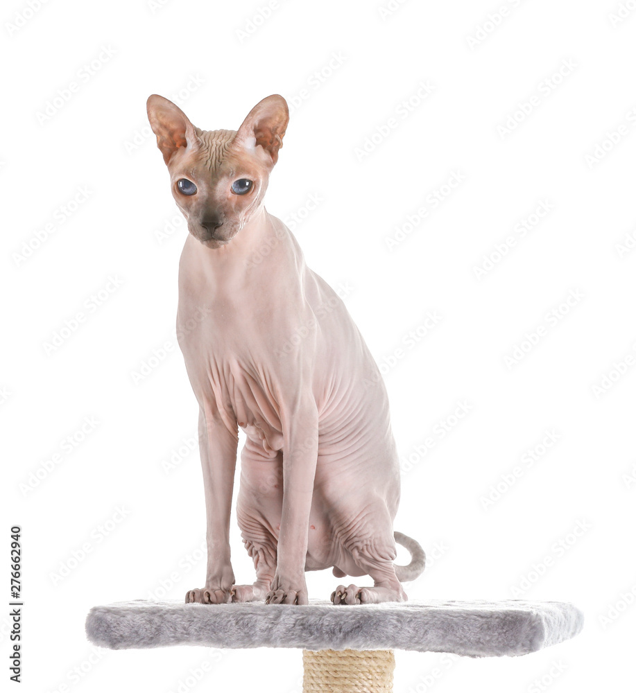 Funny Sphynx cat on scratching post against white background