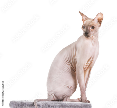 Funny Sphynx cat on white background