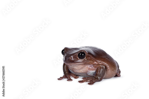 Cute brownish Australian green tree frog sitting side wards, looking straight ahead. Isolated on white background.