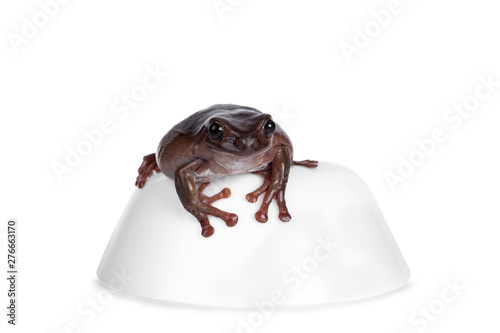 Cute brownish Australian green tree frog sitting on white bowl, looking to camera. Isolated on white background. photo