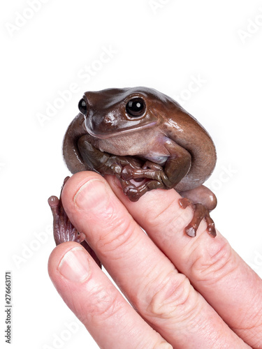 Cute brownish Australian green tree frog sitting on human hand / fingers, looking to camera. Isolated on white background. photo