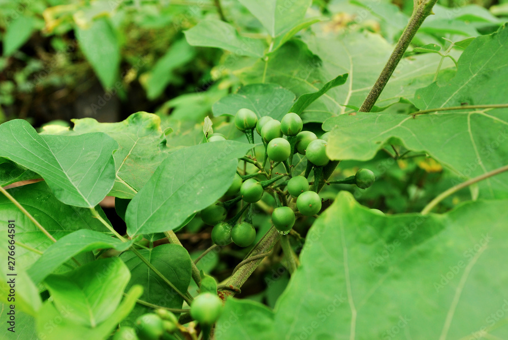 Turkey berry is a plant that grows in the tropics.; Turkey berry is a plant that grows in the tropics.;