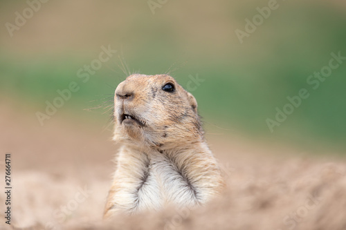 Prairie dog in the meadow